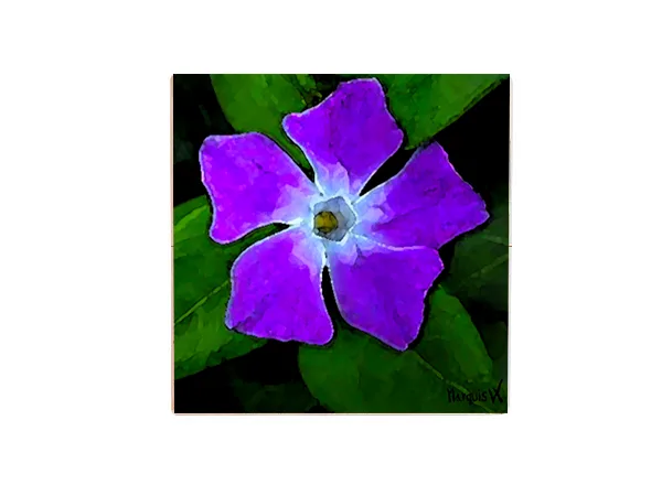 Purple Wonder Single Coaster