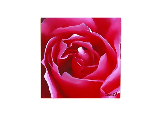 Pink Beauty Rose Single Coaster